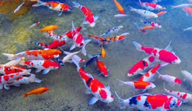 budidaya ikan hias