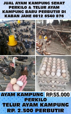 Jual telor telur ayam kampung perkilo perbutir perbiji di daerah kaban jahe tanah karo sumatera utara medan