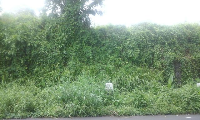 Tampak Depan Jalan Raya