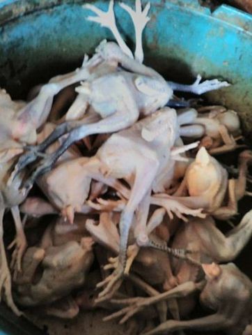 AYAM KAMPUNG ORGANIK