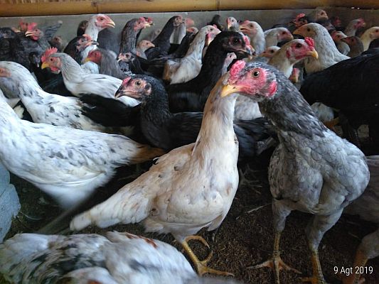 AYAM KAMPUNG ORGANIK